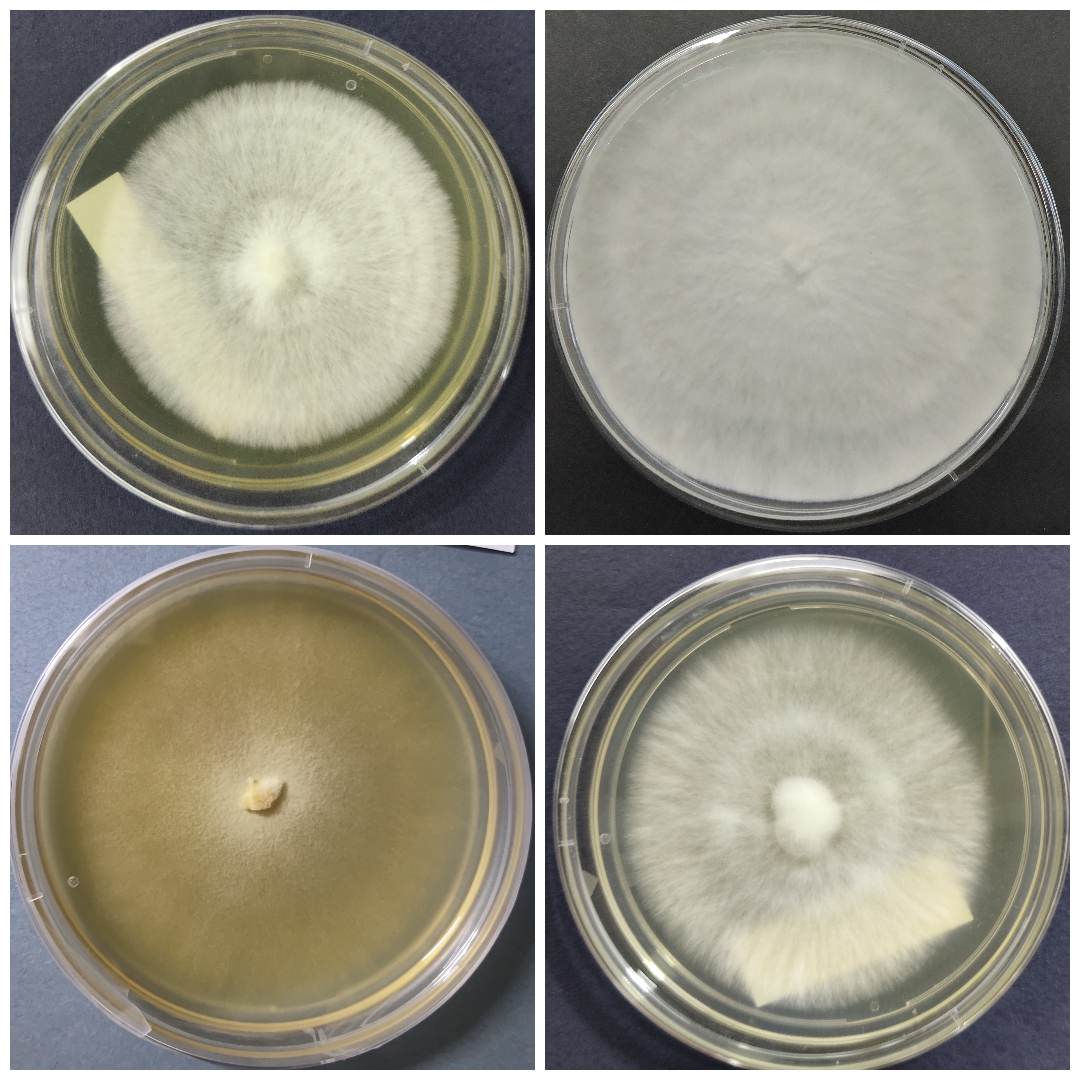 pure culture of gourmet and specialty mushrooms in India