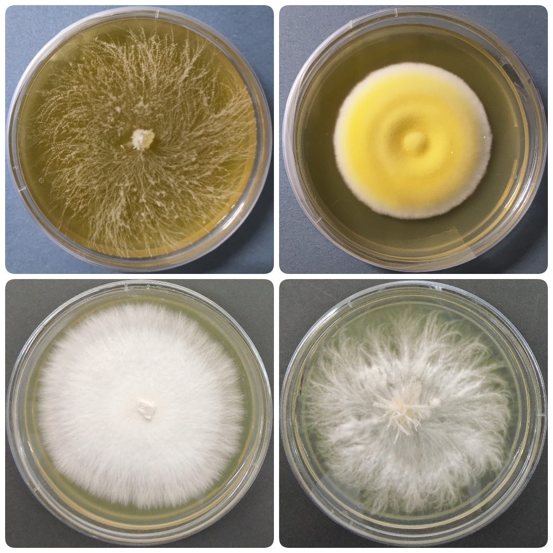 pure culture of medicinal mushrooms on India