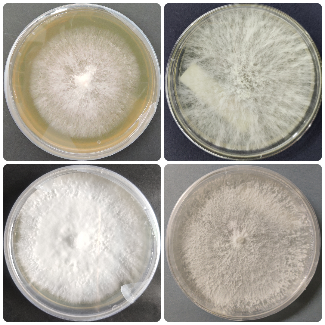 pure culture of oyster mushrooms in India