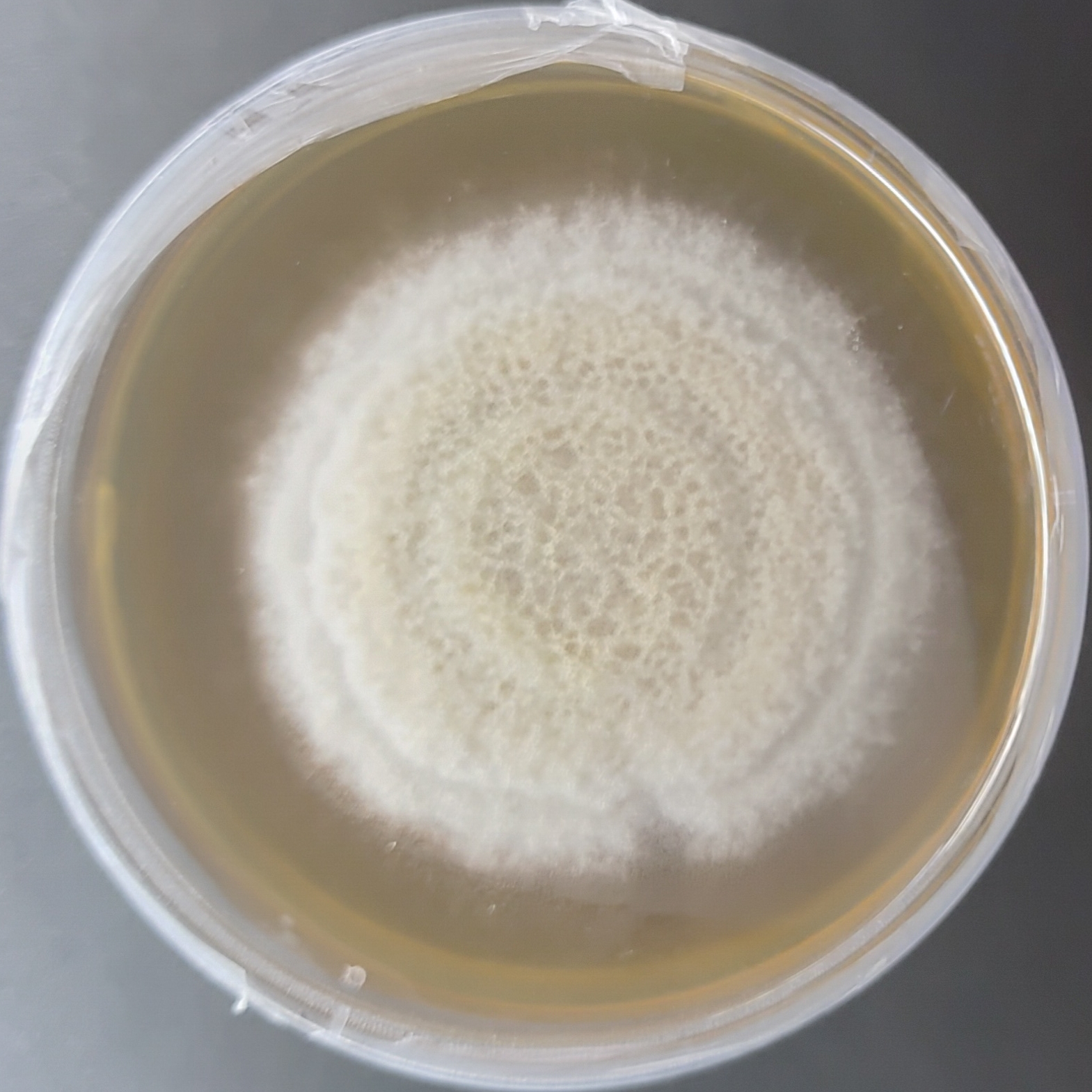 Industrial Mushroom Cultures