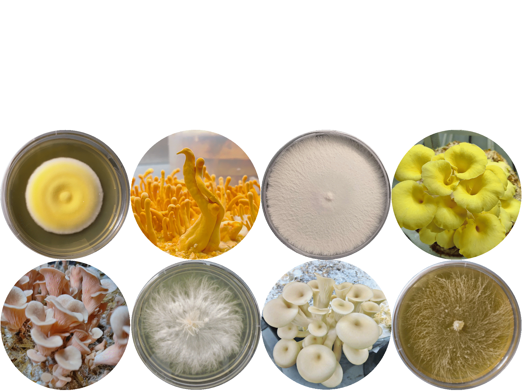 mushroom cultivation training in India