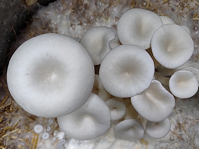 Pleurotus columbinus (Blue Oyster) โ Pure Culture Plate Pleurotus columbinus (Blue Oyster) โ Pure Culture Plate