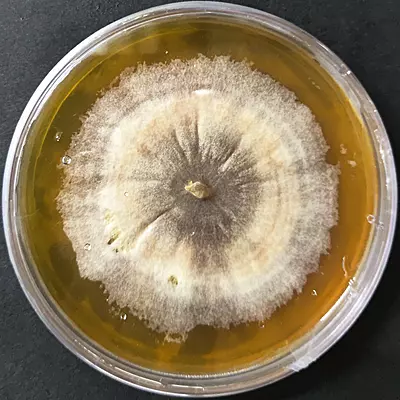 Agaricus bisporus (Button Mushroom) Pure Culture Plate | Agripie Agaricus bisporus (Button Mushroom) Pure Culture Plate | Agripie