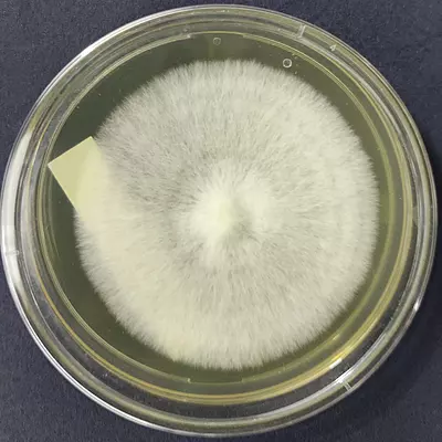 Cyclocybe aegerita (Poplar Mushroom) – Pure Culture Plate Cyclocybe aegerita (Poplar Mushroom) – Pure Culture Plate