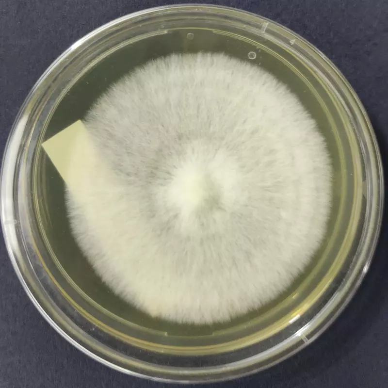 Cyclocybe aegerita (Poplar Mushroom) โ Pure Culture Plate Cyclocybe aegerita (Poplar Mushroom) โ Pure Culture Plate