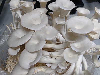 Pleurotus columbinus (Blue Oyster) – Pure Culture Plate Pleurotus columbinus (Blue Oyster) – Pure Culture Plate