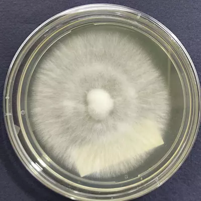 Calocybe indica (Milky Mushroom) – Pure Culture Plate Calocybe indica (Milky Mushroom) – Pure Culture Plate