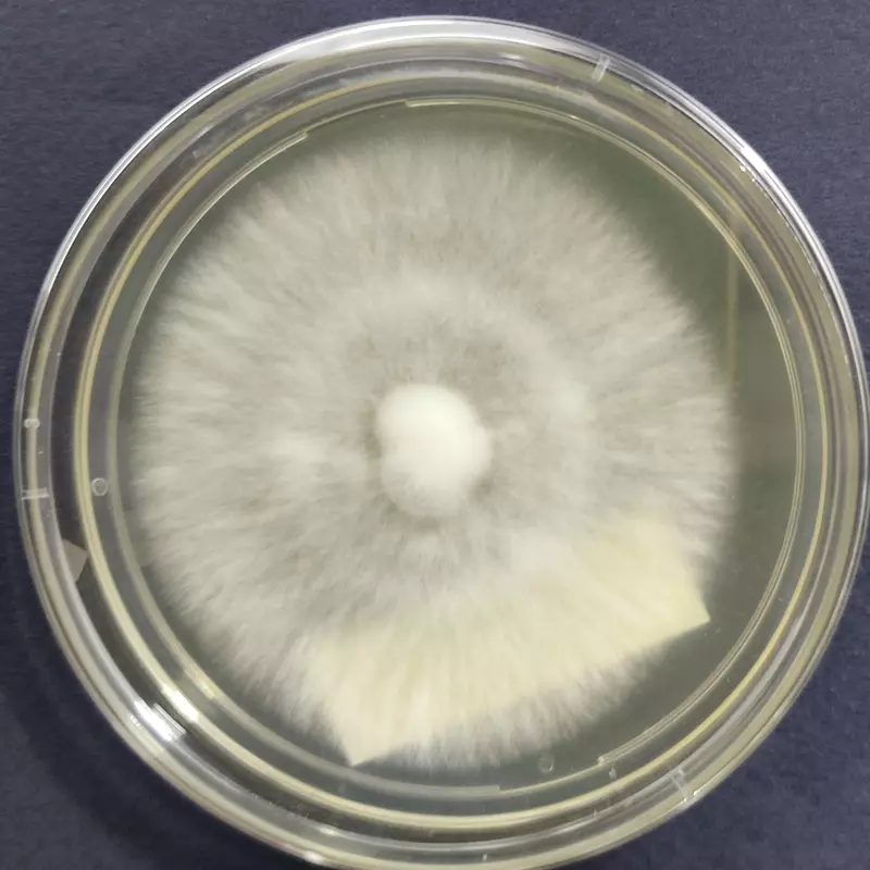 Calocybe indica (Milky Mushroom) โ Pure Culture Plate Calocybe indica (Milky Mushroom) โ Pure Culture Plate