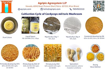 Hands-on Training on Cordyceps militaris Cultivation Technology Hands-on Training on Cordyceps militaris Cultivation Technology