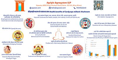 Premium Cordyceps Militaris Keeda Jadi Mushroom Powder Premium Cordyceps Militaris Keeda Jadi Mushroom Powder