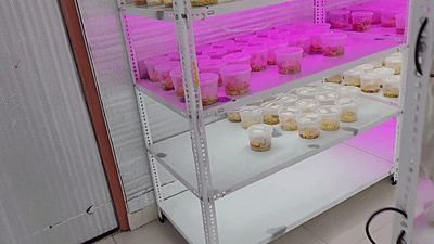 On-site Consultation Service on Commercial Cultivation of Cordyceps Mushroom On-site Consultation Service on Commercial Cultivation of Cordyceps Mushroom