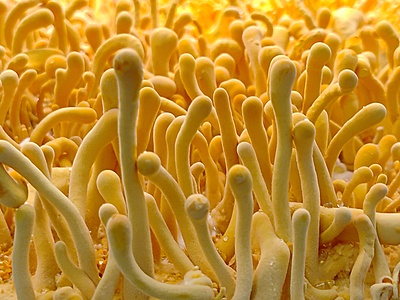 Premium Cordyceps Militaris Keeda Jadi Mushroom Premium Cordyceps Militaris Keeda Jadi Mushroom