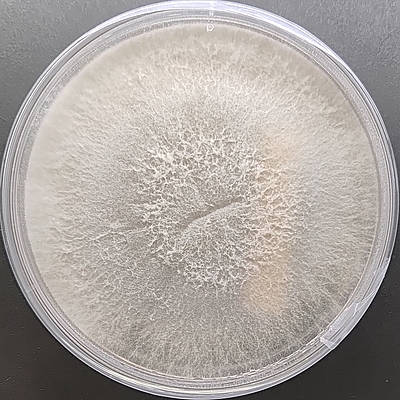 Pleurotus salmoneostramineus (Pink Oyster) Pure Culture Plate | Agripie Pleurotus salmoneostramineus (Pink Oyster) Pure Culture Plate | Agripie