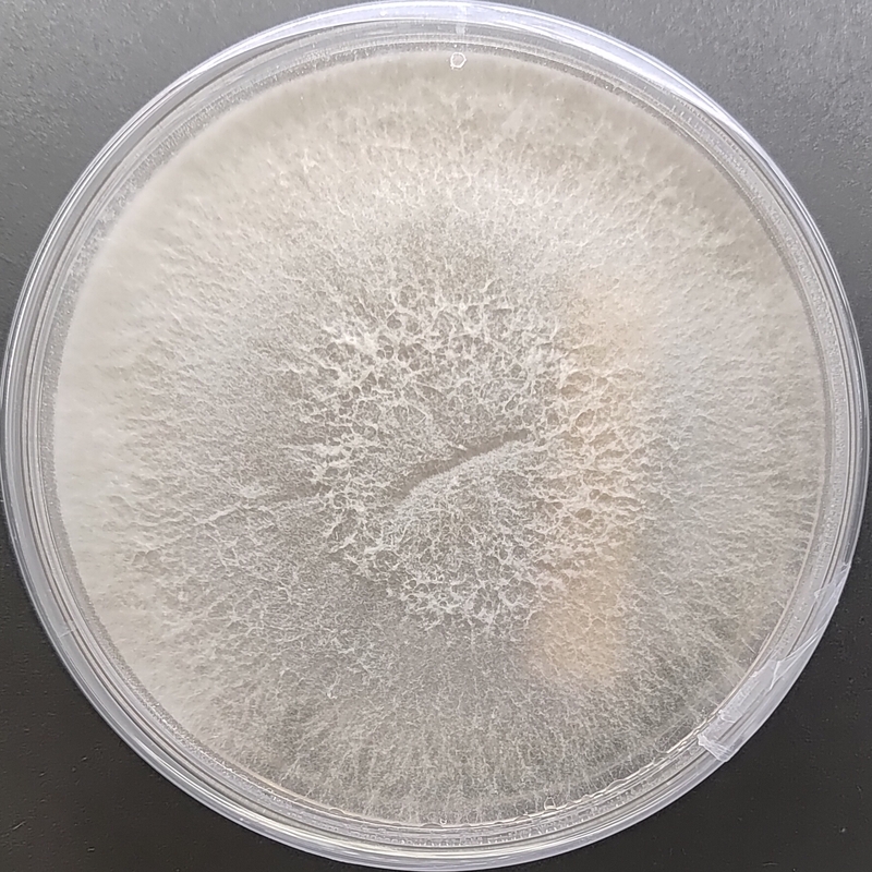 Pleurotus salmoneostramineus (Pink Oyster) Pure Culture Plate | Agripie Pleurotus salmoneostramineus (Pink Oyster) Pure Culture Plate | Agripie
