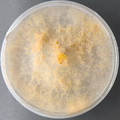 Volvariella volvacea (Paddy Straw Mushroom) – Pure Culture Plate Volvariella volvacea (Paddy Straw Mushroom) – Pure Culture Plate