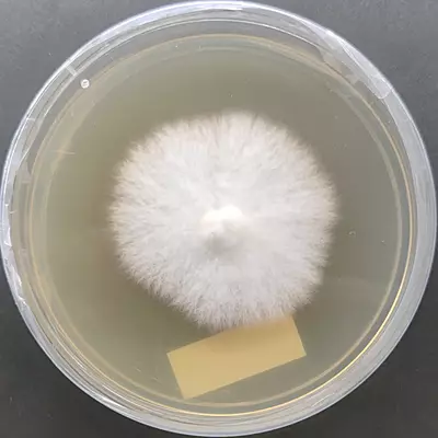 Macrocybe giganteum (Giant Mushroom) Pure Culture Plate | Agripie Macrocybe giganteum (Giant Mushroom) Pure Culture Plate | Agripie