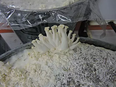 Pleurotus florida (White Oyster) – Pure Culture Plate Pleurotus florida (White Oyster) – Pure Culture Plate