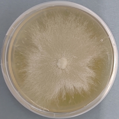 Pleurotus djamor (Sakura / Pink Oyster) – Pure Culture Plate Pleurotus djamor (Sakura / Pink Oyster) – Pure Culture Plate