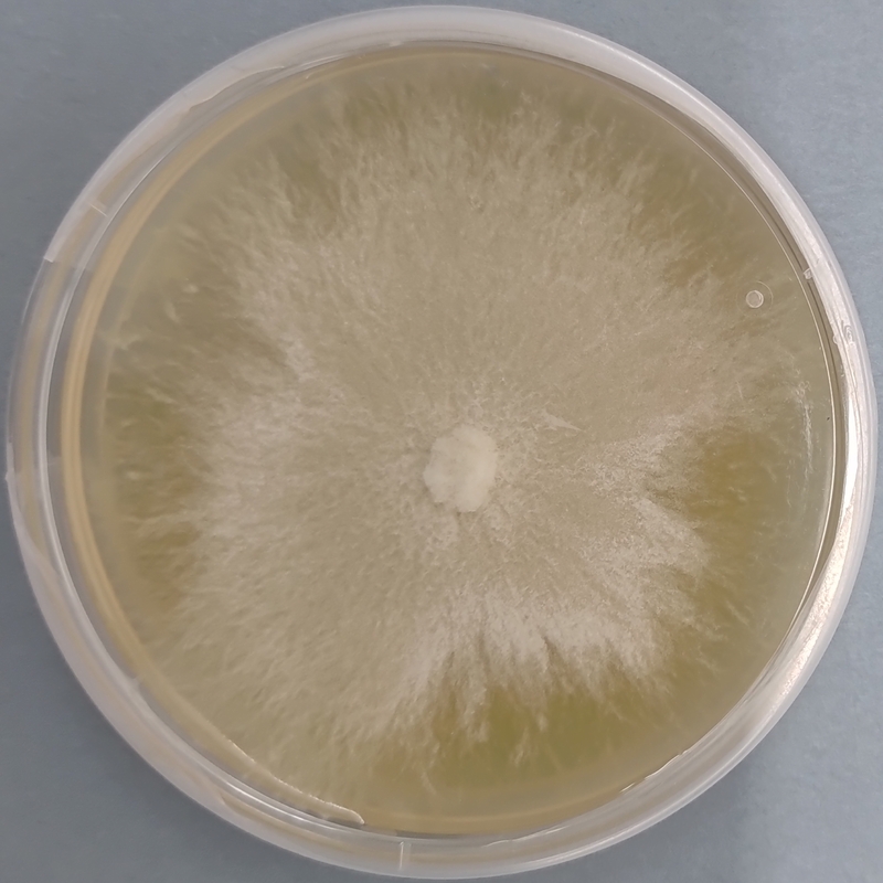 Pleurotus djamor (Sakura / Pink Oyster) โ Pure Culture Plate Pleurotus djamor (Sakura / Pink Oyster) โ Pure Culture Plate