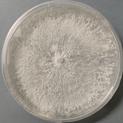 Pleurotus ostreatus (Princess Pearl Oyster) – Pure Culture Plate Pleurotus ostreatus (Princess Pearl Oyster) – Pure Culture Plate