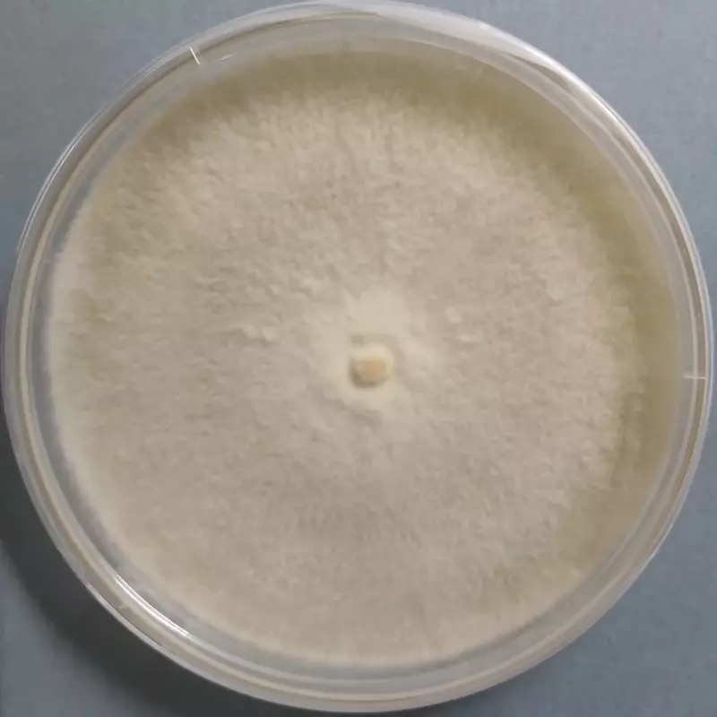 Lentinula edodes (Shiitake) Warm Weather – Pure Culture Plate Lentinula edodes (Shiitake) Warm Weather – Pure Culture Plate