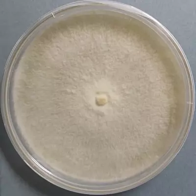 Lentinula edodes (Shiitake Mushroom) – Pure Culture Plate Lentinula edodes (Shiitake Mushroom) – Pure Culture Plate