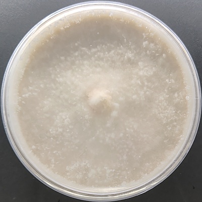 Pleurotus pulmonarius (Indian Oyster Mushroom) – Pure Culture Plate Pleurotus pulmonarius (Indian Oyster Mushroom) – Pure Culture Plate