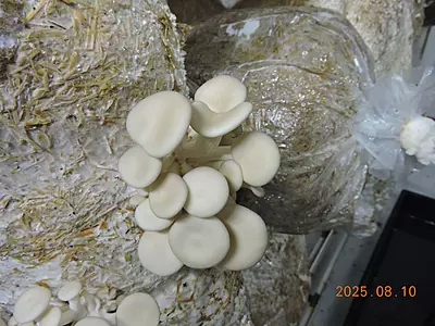 Pleurotus ostreatus (Pearl Oyster) โ Pure Culture Plate Pleurotus ostreatus (Pearl Oyster) โ Pure Culture Plate