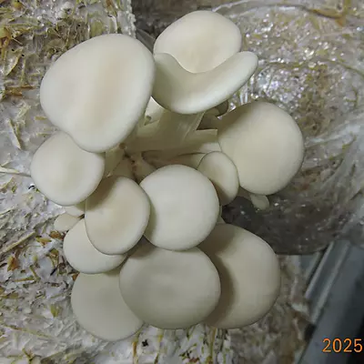 Pleurotus ostreatus (Pearl Oyster) โ Pure Culture Plate Pleurotus ostreatus (Pearl Oyster) โ Pure Culture Plate