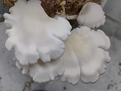 Pleurotus ostreatus (Pearl Oyster) – Pure Culture Plate Pleurotus ostreatus (Pearl Oyster) – Pure Culture Plate