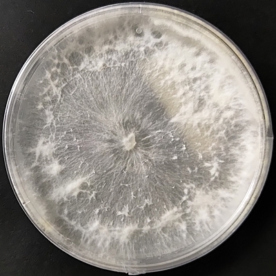 Pleurotus ostreatus (Black Pearl Oyster) – Pure Culture Plate Pleurotus ostreatus (Black Pearl Oyster) – Pure Culture Plate