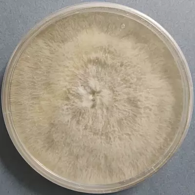 Pleurotus ostreatus (King of Pearl Oyster Mushroom) – Pure Culture Plate Pleurotus ostreatus (King of Pearl Oyster Mushroom) – Pure Culture Plate