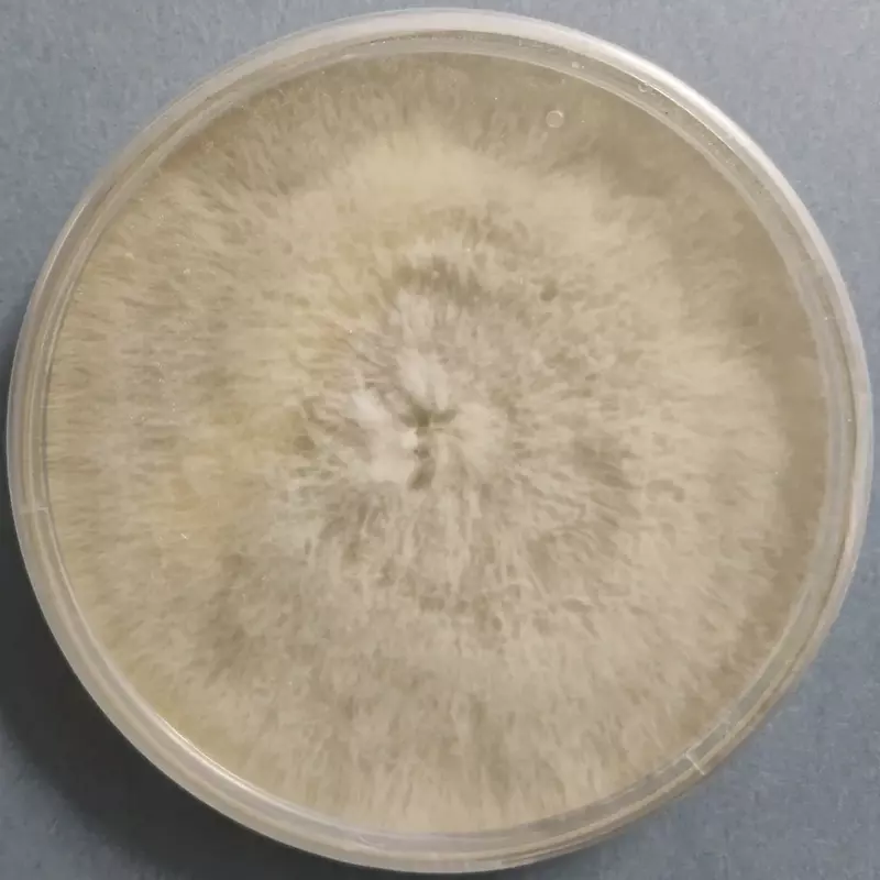 Pleurotus ostreatus (King of Pearl Oyster Mushroom) โ Pure Culture Plate Pleurotus ostreatus (King of Pearl Oyster Mushroom) โ Pure Culture Plate