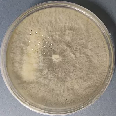 Pleurotus columbinus (Blue Oyster) โ Pure Culture Plate Pleurotus columbinus (Blue Oyster) โ Pure Culture Plate