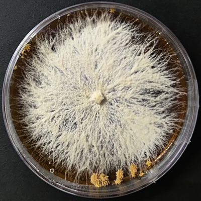 Heat Tolerant Lion’s Mane (Hericium erinaceus) – Pure Culture Plate Heat Tolerant Lion’s Mane (Hericium erinaceus) – Pure Culture Plate