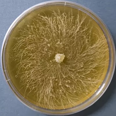 Heat Tolerant Lion’s Mane (Hericium erinaceus) – Pure Culture Plate Heat Tolerant Lion’s Mane (Hericium erinaceus) – Pure Culture Plate