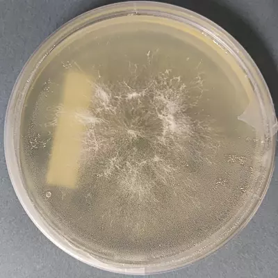 Pleurotus djamor var. roseus (Pink Oyster) – Pure Culture Plate Pleurotus djamor var. roseus (Pink Oyster) – Pure Culture Plate