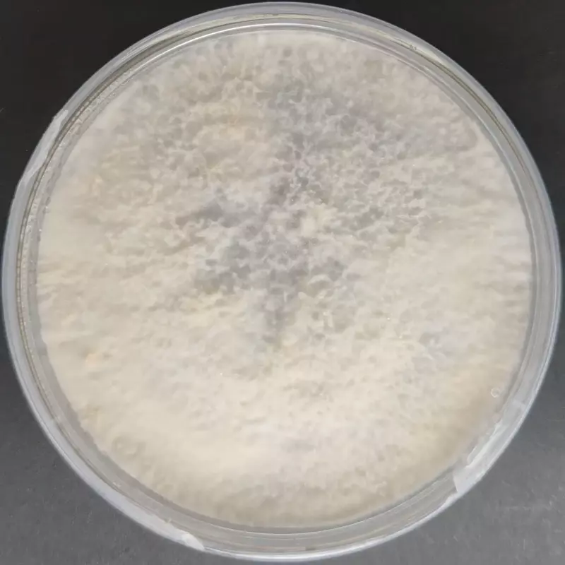 Pleurotus ferulae (White Ferule) Pure Culture Plate Pleurotus ferulae (White Ferule) Pure Culture Plate