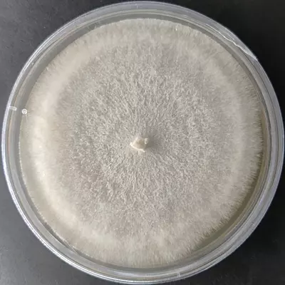 Ganoderma neojaponicum (Purple Reishi) – Pure Culture Plate Ganoderma neojaponicum (Purple Reishi) – Pure Culture Plate