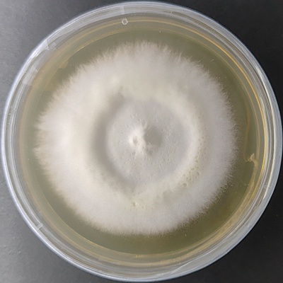 Ganoderma formosanum (Black Reishi) – Pure Culture Plate Ganoderma formosanum (Black Reishi) – Pure Culture Plate