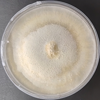 Ceriporus squamosus (Dryad’s Saddle) – Pure Culture Plate Ceriporus squamosus (Dryad’s Saddle) – Pure Culture Plate