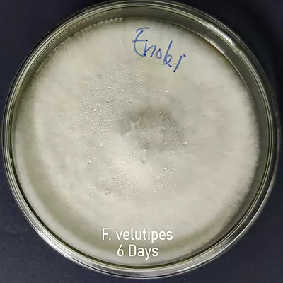 Flammulina velutipes (Enoki Mushroom) – Pure Culture Plate Flammulina velutipes (Enoki Mushroom) – Pure Culture Plate