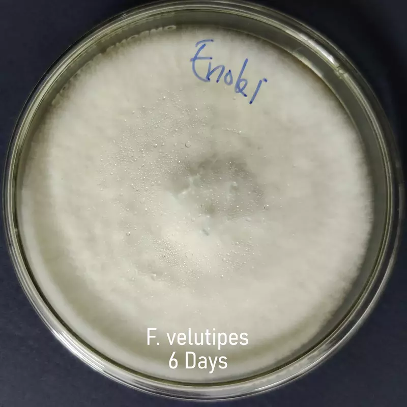 Flammulina velutipes (Enoki Mushroom) โ Pure Culture Plate Flammulina velutipes (Enoki Mushroom) โ Pure Culture Plate