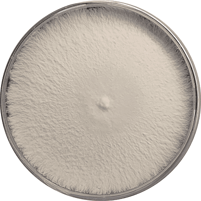 Ganoderma lucidum (Reishi Mushroom) – Pure Culture Plate Ganoderma lucidum (Reishi Mushroom) – Pure Culture Plate