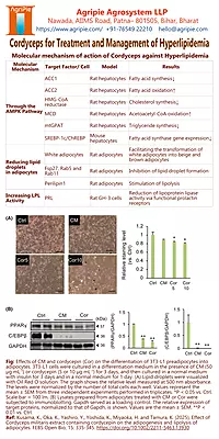 Premium Cordyceps Militaris Keeda Jadi Mushroom Powder Premium Cordyceps Militaris Keeda Jadi Mushroom Powder