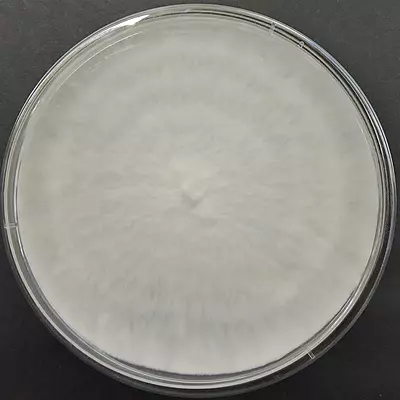 Hypsizygus ulmarius (Elm Oyster Mushroom) – Pure Culture Plate Hypsizygus ulmarius (Elm Oyster Mushroom) – Pure Culture Plate