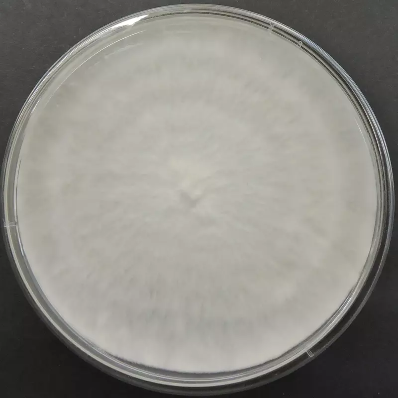 Hypsizygus ulmarius (Elm Oyster Mushroom) โ Pure Culture Plate Hypsizygus ulmarius (Elm Oyster Mushroom) โ Pure Culture Plate