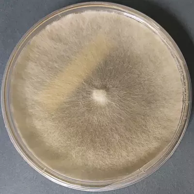 Hypsizygus tessulatus (Beech / Shimeji Mushroom) – Pure Culture Plate Hypsizygus tessulatus (Beech / Shimeji Mushroom) – Pure Culture Plate