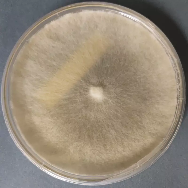 Hypsizygus tessulatus (Beech / Shimeji Mushroom) โ Pure Culture Plate Hypsizygus tessulatus (Beech / Shimeji Mushroom) โ Pure Culture Plate