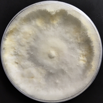 Lentinus sajor-caju Culture Plate Lentinus sajor-caju Culture Plate